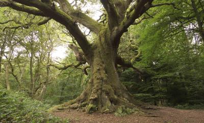 Bordon Inclosure: The Great Oak tree
