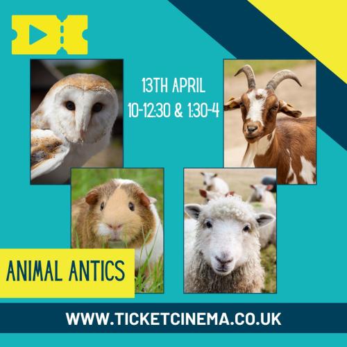 Animal antics at The Shed, owl, goat, sheep and guinee pig