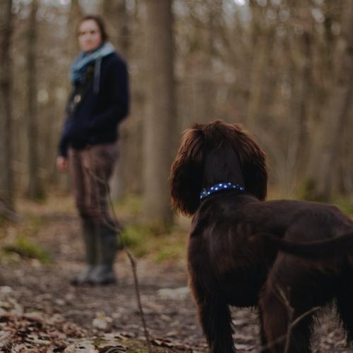 Mindfulness Walk with a dog